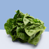 Romaine Lettuce